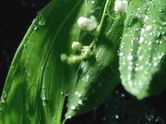 Wet Flowers 2 - Raeah - TheLifeErotic
